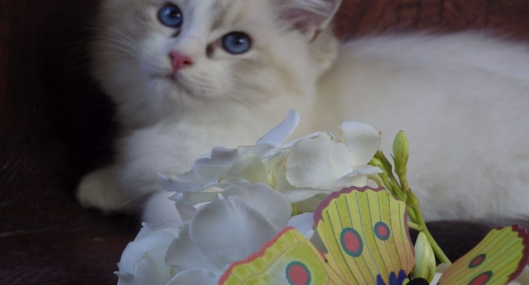 Ragdoll cica! Missisipi lány! 😍💖