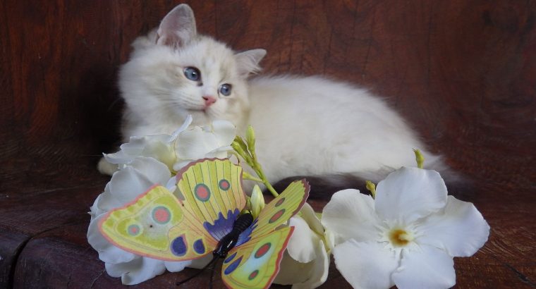 Ragdoll cica! Missisipi lány! 😍💖