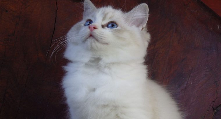 Ragdoll cica! Missisipi lány! 😍💖