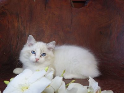 Ragdoll cica! Missisipi lány! 😍💖