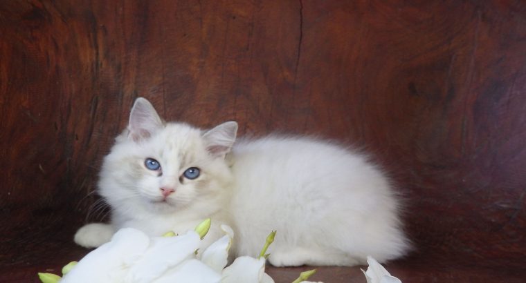 Ragdoll cica! Missisipi lány! 😍💖