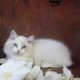 Ragdoll cica! Missisipi lány! 😍💖
