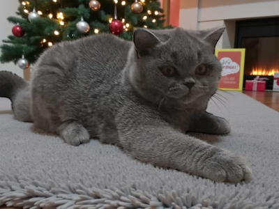 Kék brit rövid szőrű kislány