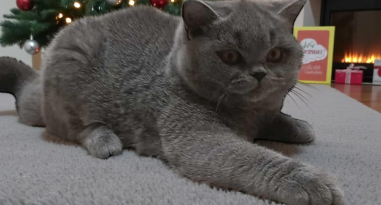 Kék brit rövid szőrű kislány