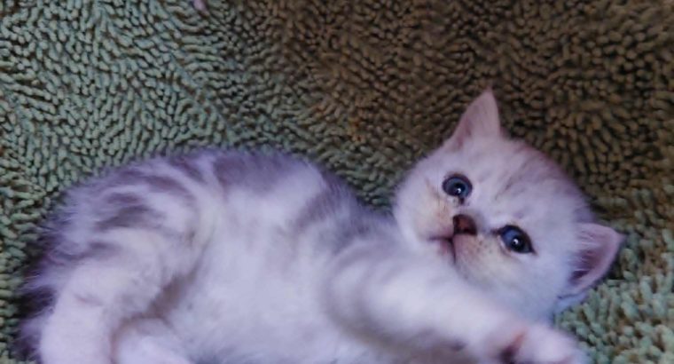 Fekete ezüst tabby, brit kisfiú