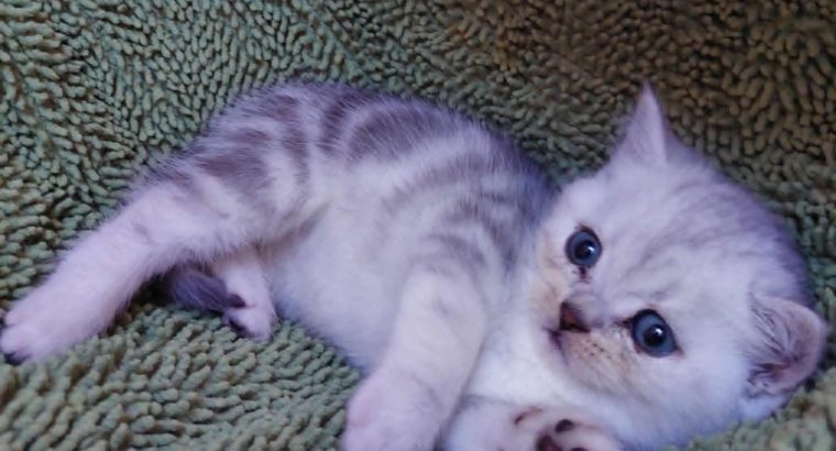Fekete ezüst tabby, brit kisfiú