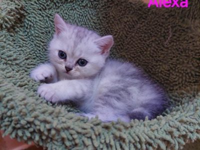Ezüs fekete tabby kislány