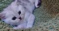 Ezüs fekete tabby kislány