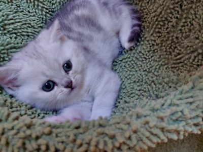 Ezüs fekete tabby kislány