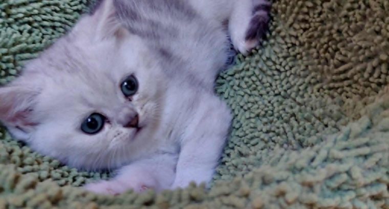 Ezüs fekete tabby kislány
