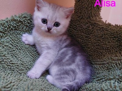 Klasszikus tabby brit kislány