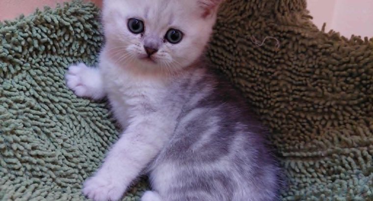 Klasszikus tabby brit kislány
