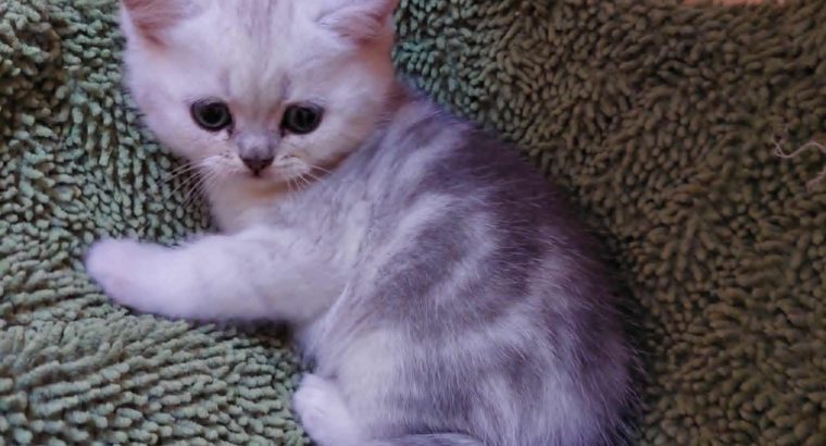 Klasszikus tabby brit kislány