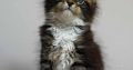 Maine Coon kislány