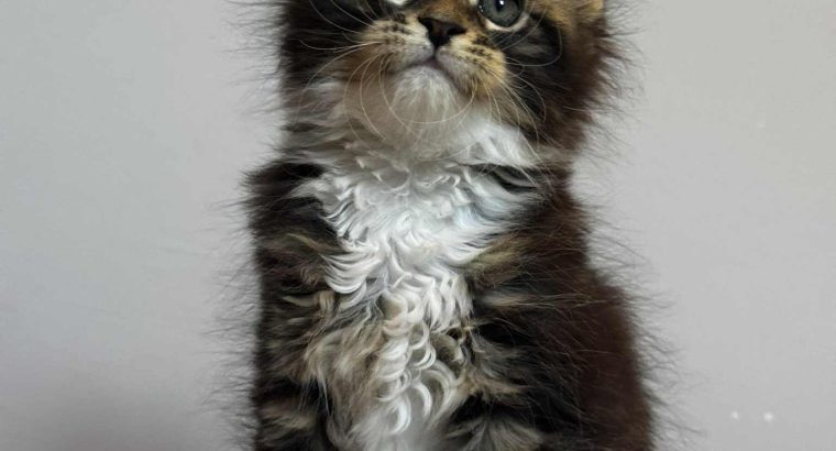 Maine Coon kislány