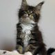 Maine Coon kislány