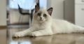 Ragdoll cica lány eladó