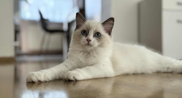 Ragdoll cica lány eladó