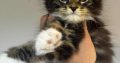 Maine Coon kislány