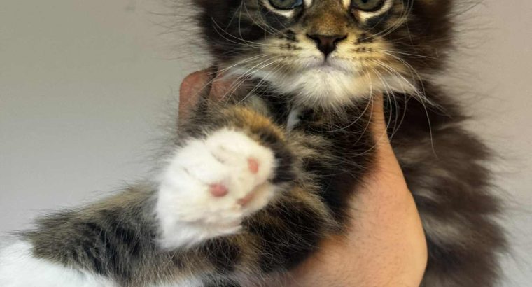 Maine Coon kislány