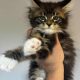 Maine Coon kislány
