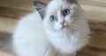 Ragdoll cica lány eladó