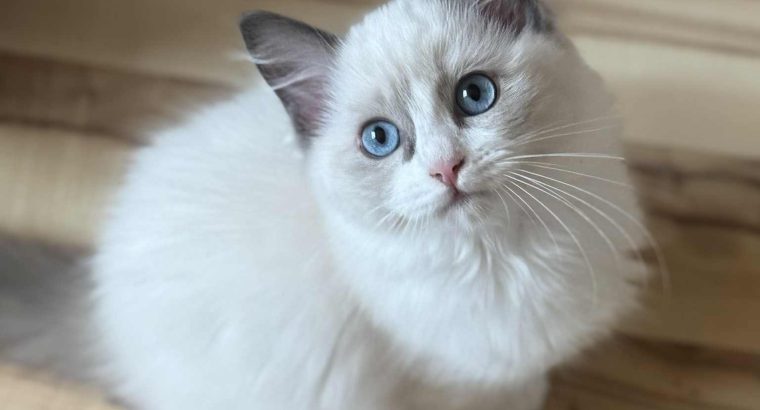Ragdoll cica lány eladó