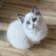 Ragdoll cica lány eladó