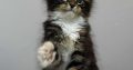 Maine Coon kislány