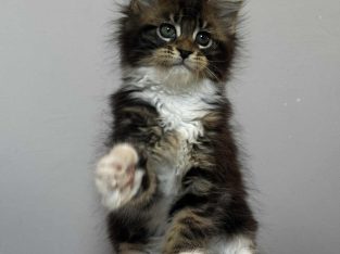 Maine Coon kislány