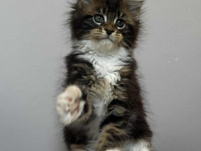 Maine Coon kislány
