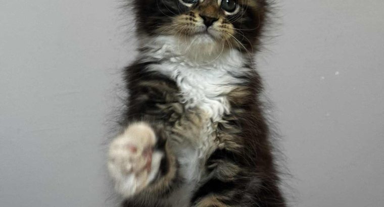 Maine Coon kislány