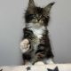 Maine Coon kislány