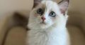 Ragdoll cica lány eladó