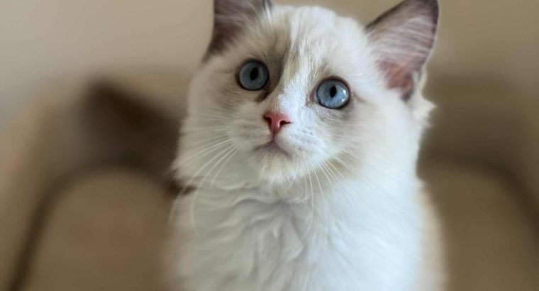 Ragdoll cica lány eladó