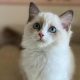 Ragdoll cica lány eladó