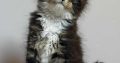 Maine Coon kislány