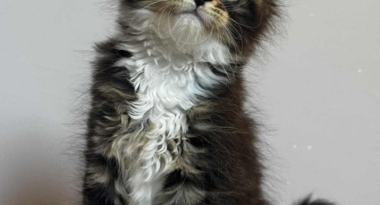 Maine Coon kislány