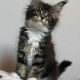 Maine Coon kislány