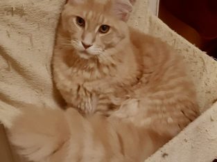 UNIKUM, mert ő unikális