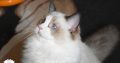 Bájos, doromboló Ragdoll kislány