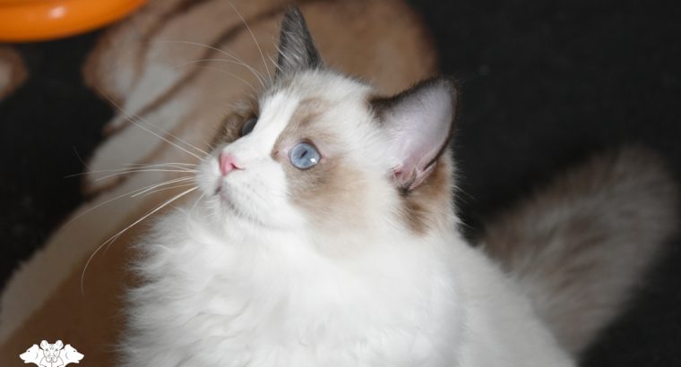 Bájos, doromboló Ragdoll kislány