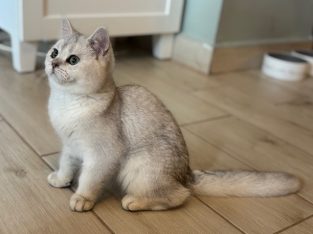 Brit rövidszőrű kandúr – költözhet