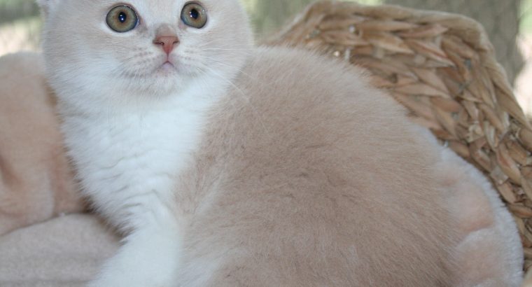 Brit krém bicolor herceg vagyok