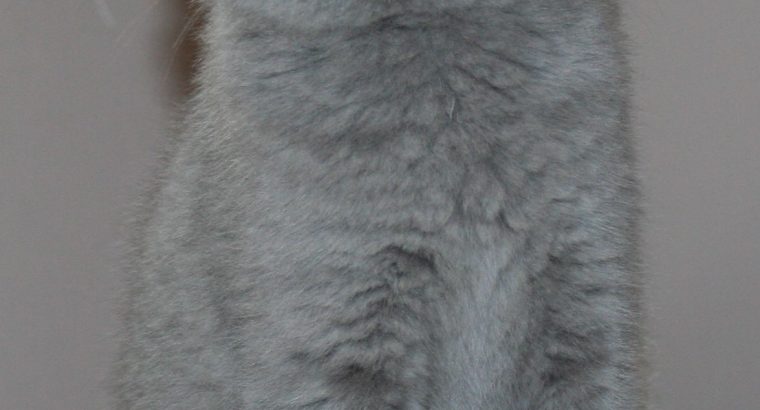 Kék brit rövidszőrű herceg