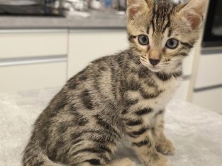 Eladó Bengáli Cica