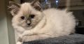 Sába, Blue Mitted kislány