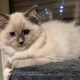 Sába, Blue Mitted kislány