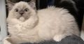 Sába, Blue Mitted kislány