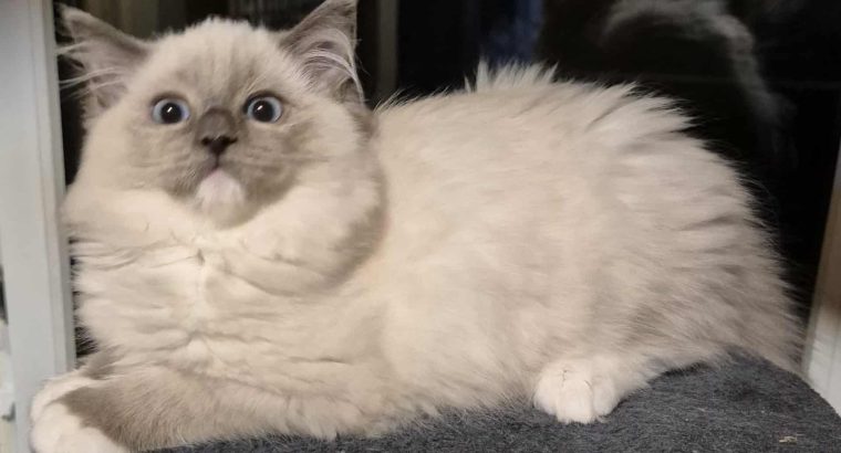 Sába, Blue Mitted kislány